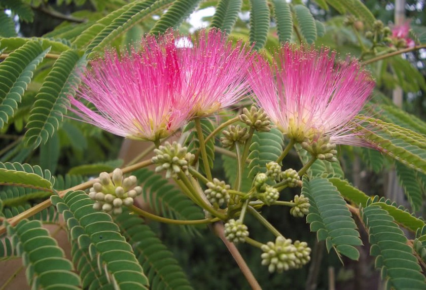 ALBIZIA JULIBRISSIN  10/12 C50L ARBORELE DE MATASE