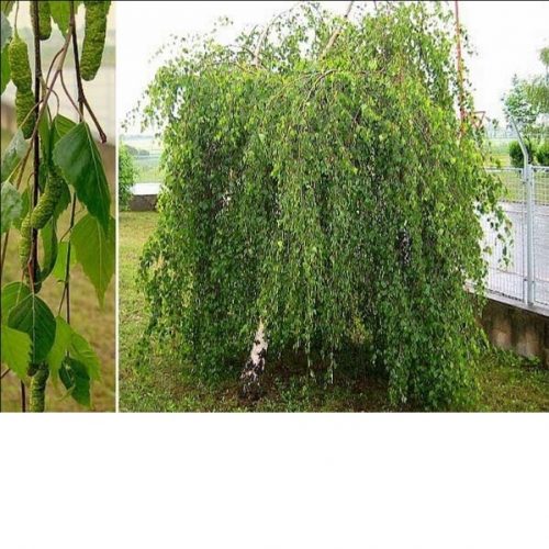 BETULA PENDULA YOUNGII C50 10-12 MESTEACAN