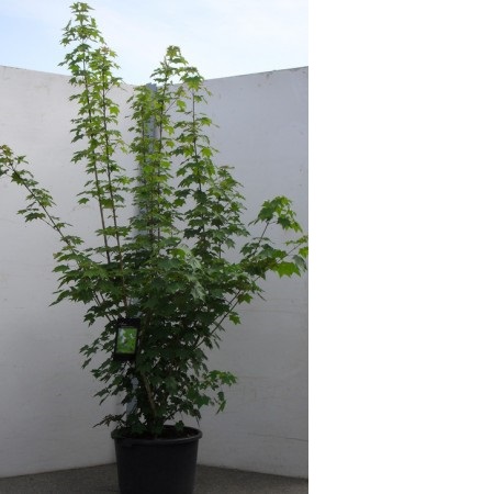 ACER RUBRUM OCTOBER GLORY 12/14  C35 L
