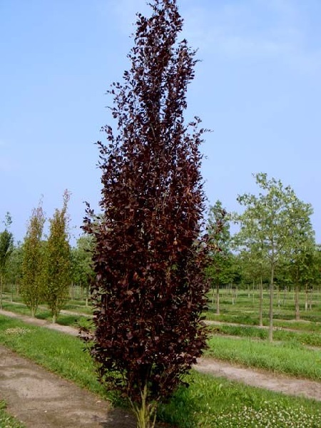 FAGUS SYLV. DAWYCK  PURPLE  FASTIGIATA C240 400/450 FAG
