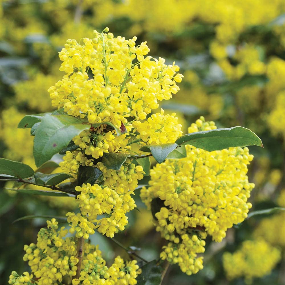 MAHONIA AQUIFOLIUM 40/50 C30L
