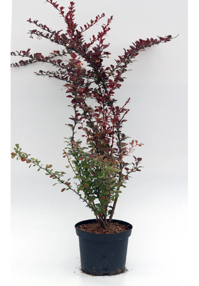 Berberis thunbergii 'Atropurpurea' C2 40-60