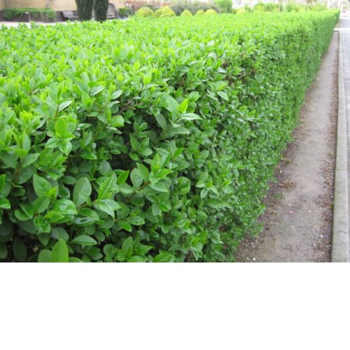 LIGUSTRUM OVALIFOLIUM  100/125 RN  LEMN CAINESC