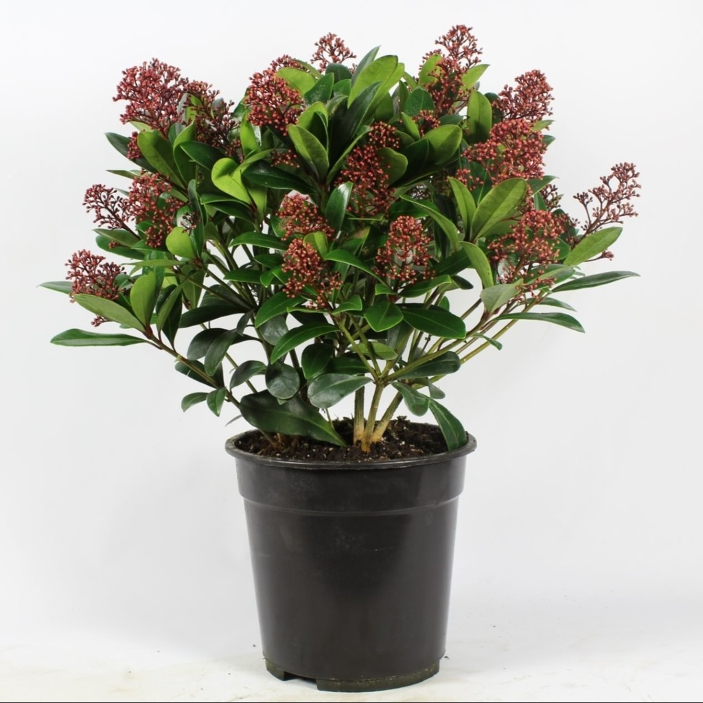 SKIMMIA JAPONICA RUBELLA P17 H30
