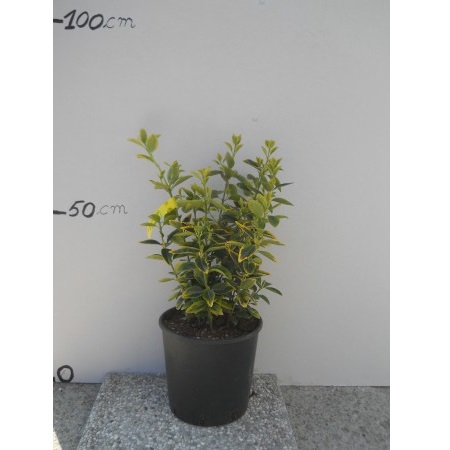 Euonymus J. Bravo h 30/40 Clt 3