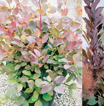 COTINUS COGG. GRACE MULTISTEM H120/150 9 CLT
