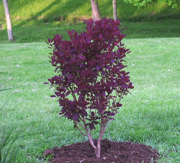 COTINUS COGG. ROYAL PURPLE 80/100 C9L