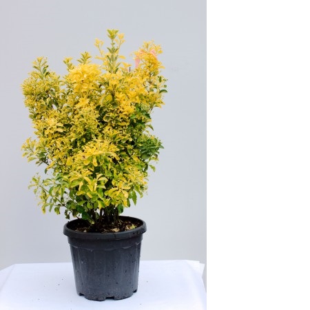 EUONIMUS JAP AUREOMARG BRAVO C10 50/60