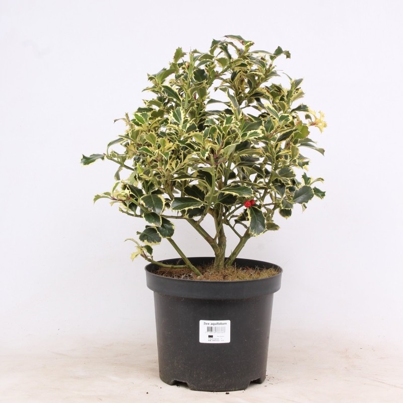 ILEX "ARGENTEOMARGINATA GLOBUS" C25 40/50