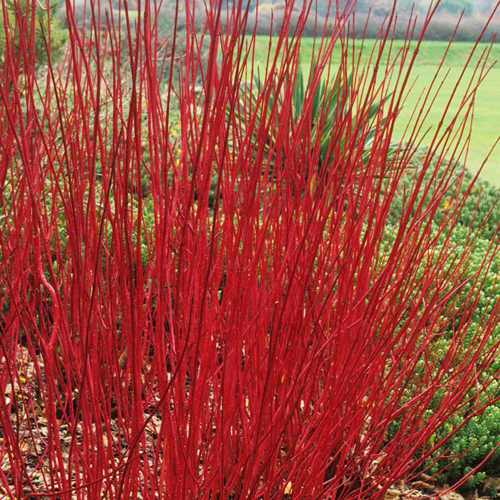 CORNUS ALBA SIBIRICA 60/100 C10L