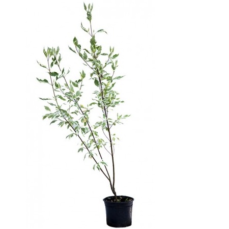 Cornus Alba Sibirica C3 60/80