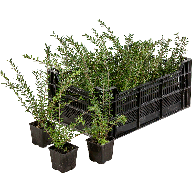 LONICERA NITIDA 'MAIGRUN' P9 H15