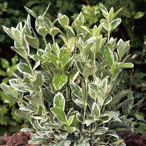 EUONYMUS FORTUNEI EMERALD'N GOLD/GAIETY P17 H75