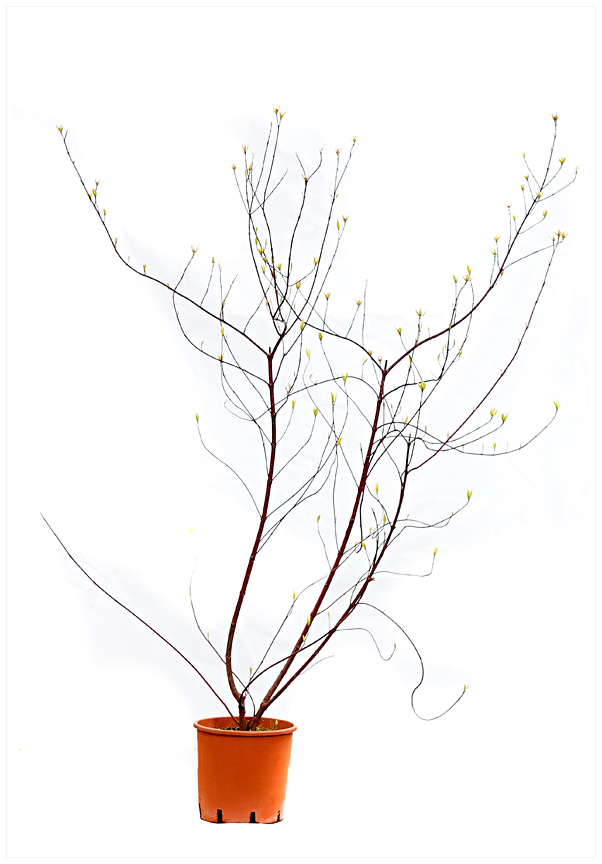 CORNUS ALBA MIX C3L