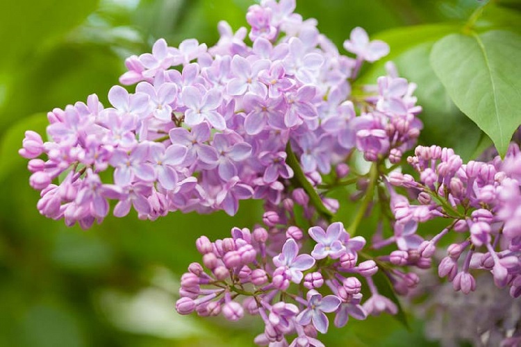 SYRINGA VULGARIS 80/100 C30 L LILIAC