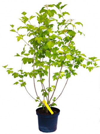 VIBURNUM OPULUS ROSEUM  100/125  C15LT CALIN