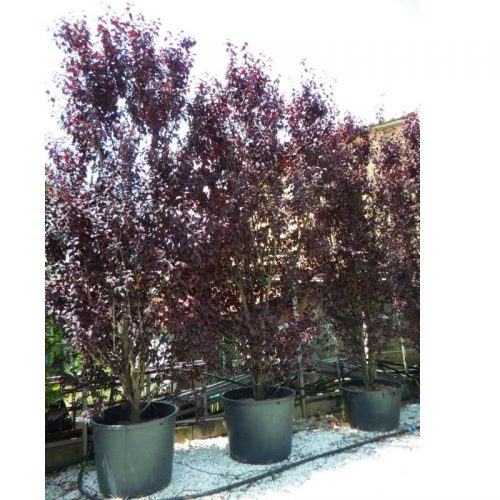 Prunus Pissardi Nigra  8/10 c35l