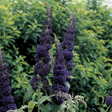 BUDDLEIA IN VARIETY C3 LILIAC DE VARA