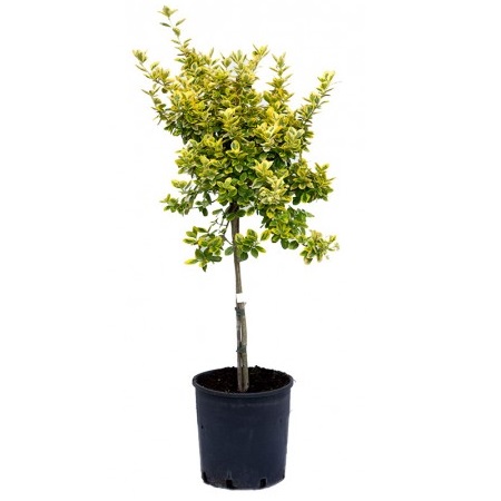 Euonimus Jap. Elegantissima aurea 1/4 st c15 l