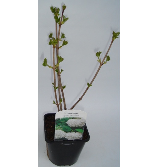 VIBURNUM OPULUS ROSEUM P18 H100 CALIN