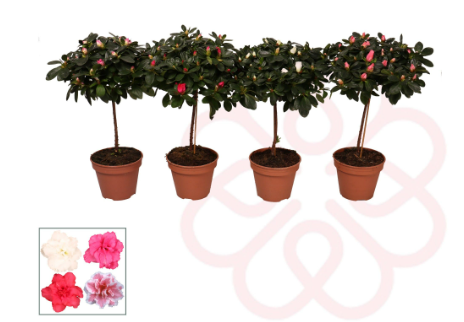RHODODENDRON SIMSII MIX STEM P13 H45