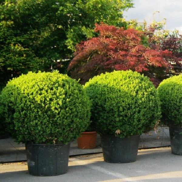 BUXUS SEMPERVIRENS  80/ 90 C110L MERISOR