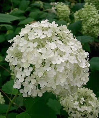 HYDRANGEA ARBORESCENS ANNABELLE C3