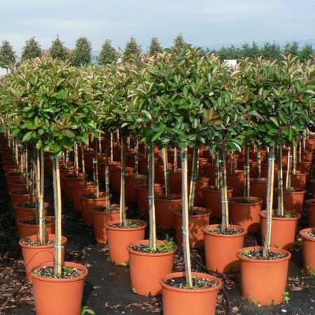 PHOTINIA FRASERI RED ROBIN C15 40/50  1/2 ST