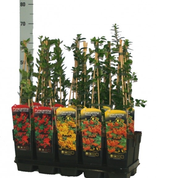 PYRACANTHA COCCINEA RED COLUMN C3