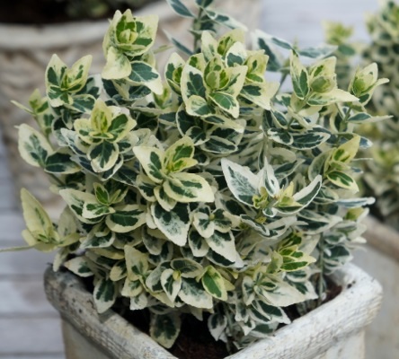 Euonimus japonicus elegantissima aurea C5L