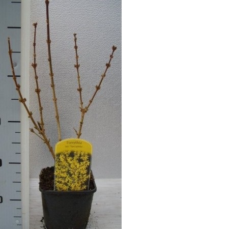FORSYTHIA INTERM  SPECTABILIS  60/100 C3L