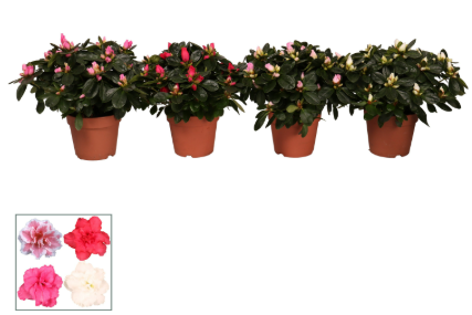RHODODENDRON SIMSII MIX P12 H25