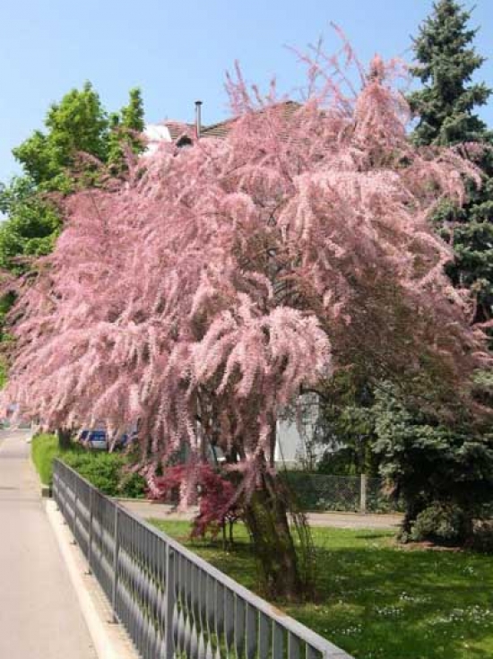 TAMARIX TETRANDRA  C3