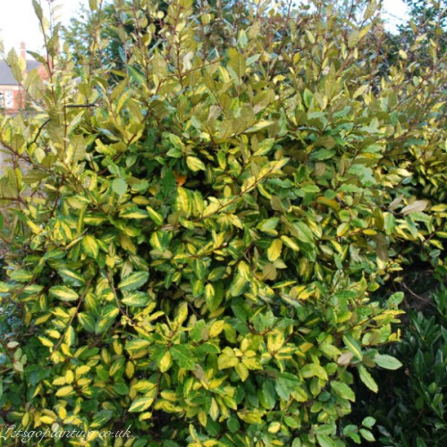 Eleagnus ebbingei 80/100  c15l