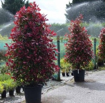 Photinia Fraseri Pink Marble150/175 C25 L