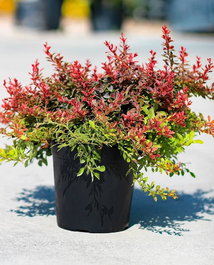 BERBERIS IN VARIETA C2/3 DRACILA