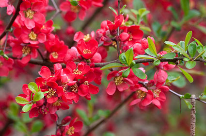 CHAENOMELES JAPONICA C3 GUTUI JAPONEZ