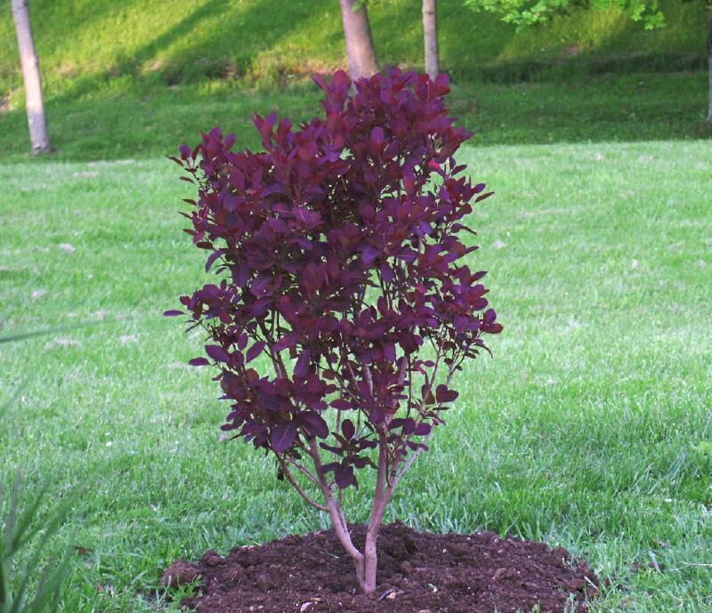 Cotinus coggyrgria C3