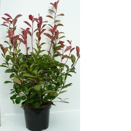 PHOTINIA FRASERI RED ROBIN C10 80-100