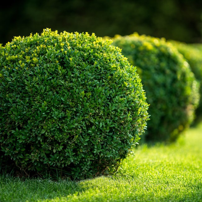 BUXUS MACROPHYLLA ROTUNDIFOLIA 70/80 PALLA MERISOR