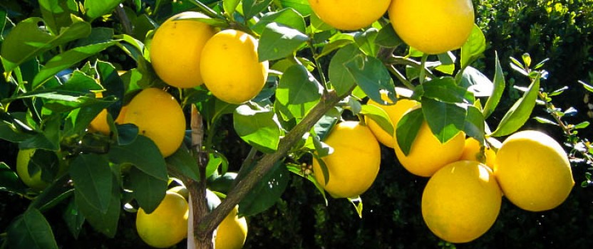 CITRUS LIMONUM EXTRA 60/80 LAMAI