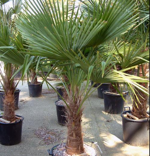 Chamaerops Excelsa H.Tronco 180 Palmierul Evantai