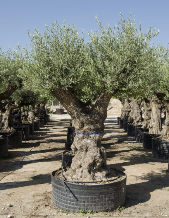 OLEA EUROPAEA BONSAI 100/120 C285L
