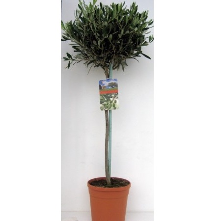 OLEA EUROPAEA CTM PATA BONSAY 180-200CM MASLIN