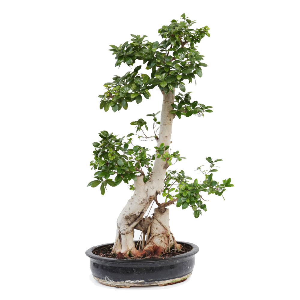 BONSAI FICUS MICROCARPA FAT&STRONG H90 CM CN