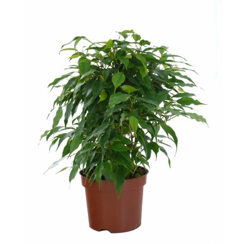 Ficus Nitida C-50 H 350-400cm