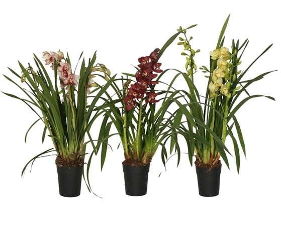 CYMBIDIUM MIX P14 H85 ORHIDEE