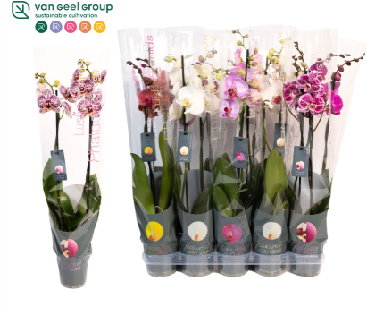 Phalaenopsis gemengd 8 kleuren P12 H60 Orhidee