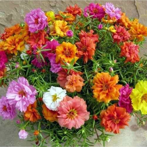 PORTULACA P9 H15