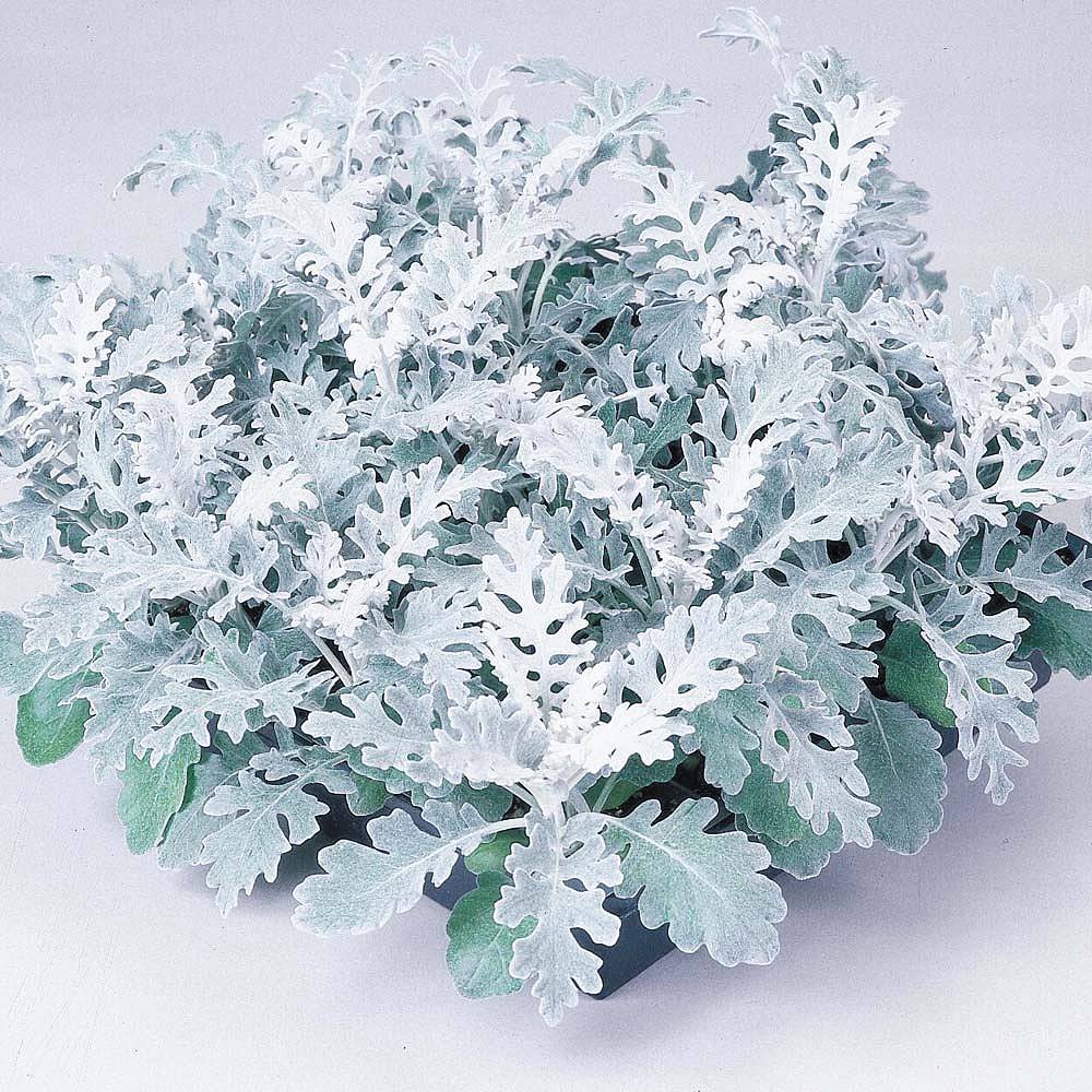 CINERARIA P11